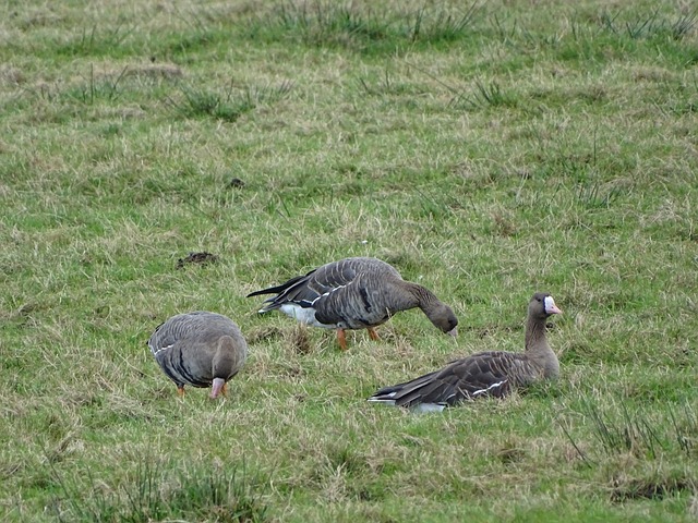 莱昂纳德 莱昂纳德