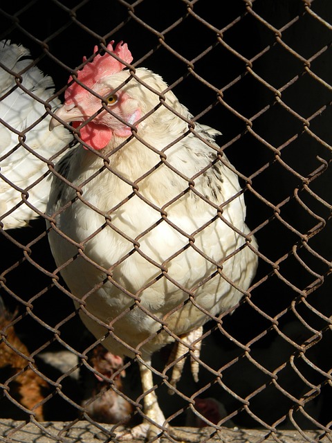 有侵略性和 有侵略性和